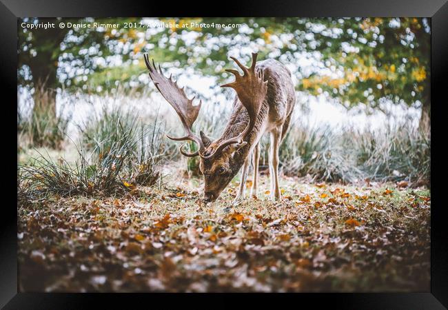 Wild Deer Framed Print by Denise Rimmer