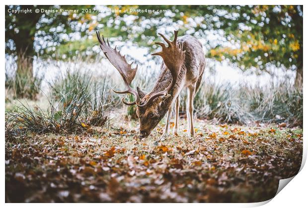 Wild Deer Print by Denise Rimmer