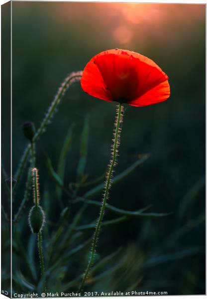 Single Poppy Flower Glowing in Warm Evening Sun Canvas Print by Mark Purches