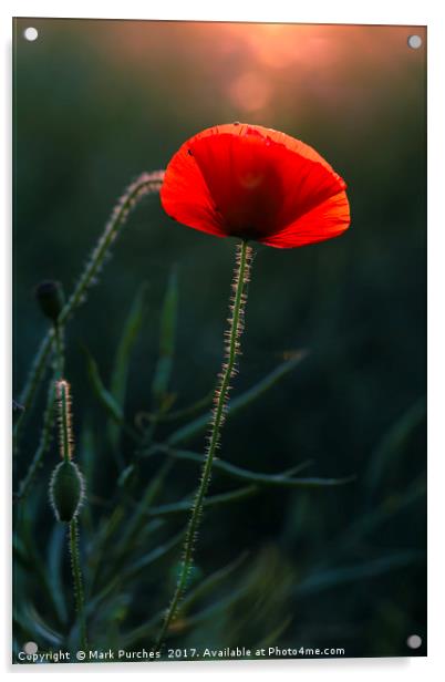 Single Poppy Flower Glowing in Warm Evening Sun Acrylic by Mark Purches