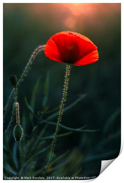 Single Poppy Flower Glowing in Warm Evening Sun Print by Mark Purches