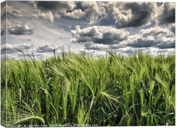 Fields of Wheat under a Steel Sky Canvas Print by Iain Merchant