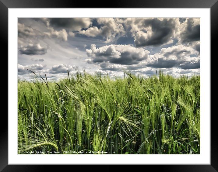 Fields of Wheat under a Steel Sky Framed Mounted Print by Iain Merchant