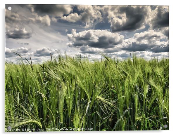 Fields of Wheat under a Steel Sky Acrylic by Iain Merchant