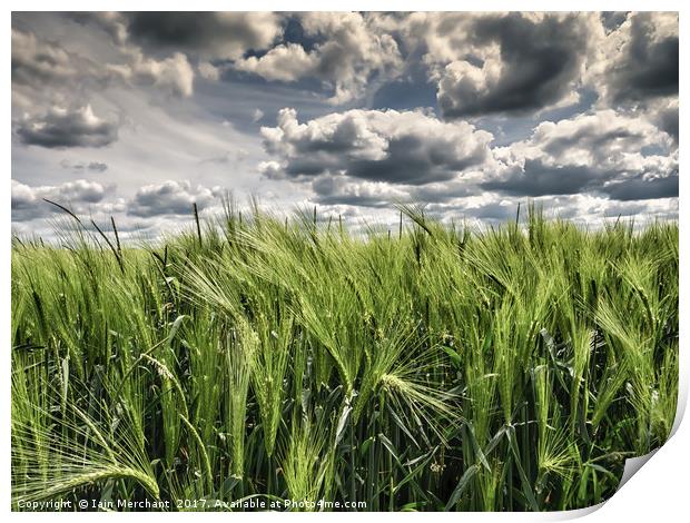 Fields of Wheat under a Steel Sky Print by Iain Merchant