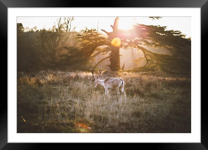Deer at Sunset Framed Mounted Print by Denise Rimmer