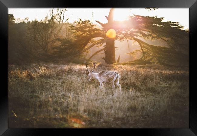 Deer at Sunset Framed Print by Denise Rimmer