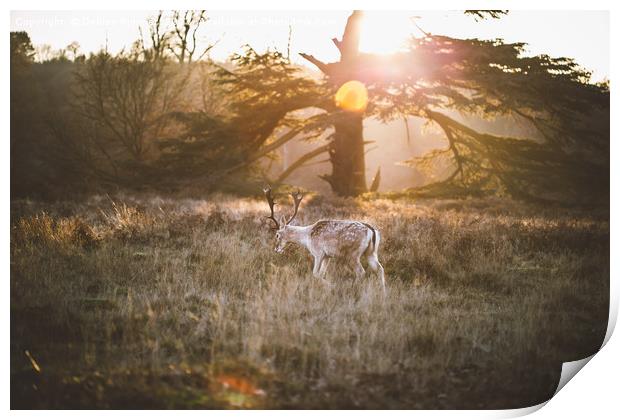Deer at Sunset Print by Denise Rimmer