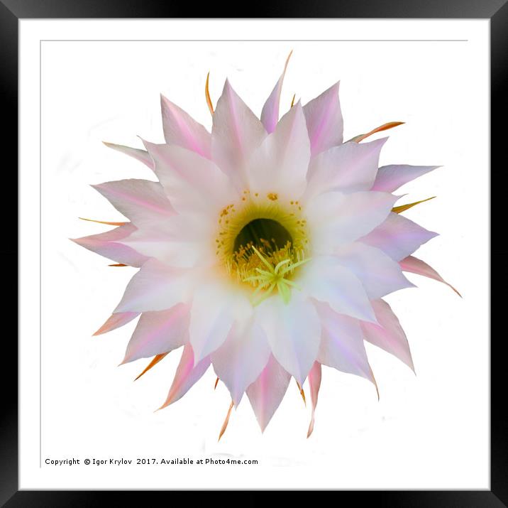 Flower of cactus on white Framed Mounted Print by Igor Krylov