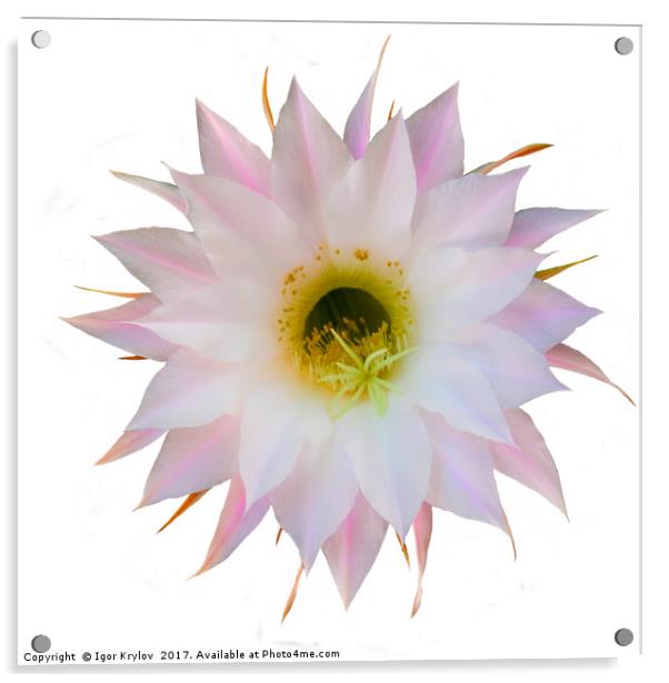 Flower of cactus on white Acrylic by Igor Krylov