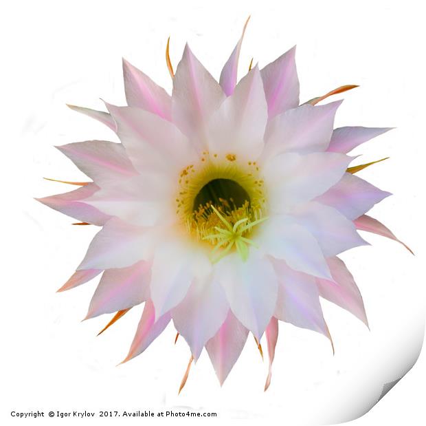 Flower of cactus on white Print by Igor Krylov