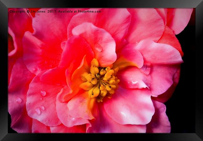 Blooming Beautiful Begonia Framed Print by Jim Jones