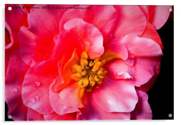 Blooming Beautiful Begonia Acrylic by Jim Jones