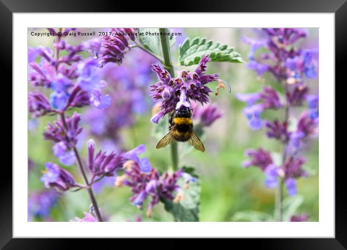Bumble Bee on Flower Framed Mounted Print by Craig Russell