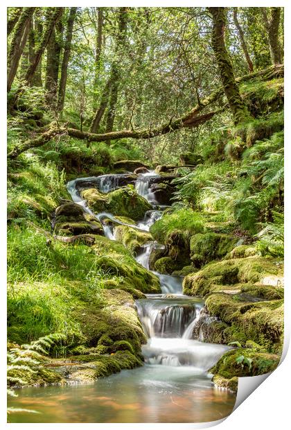 Datmoors hidden treasures Print by Images of Devon