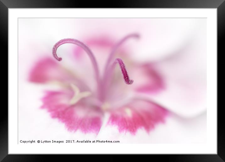 Dianthus "Shirley Temple" Framed Mounted Print by Wayne Lytton