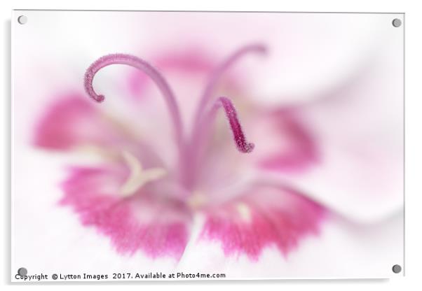 Dianthus "Shirley Temple" Acrylic by Wayne Lytton