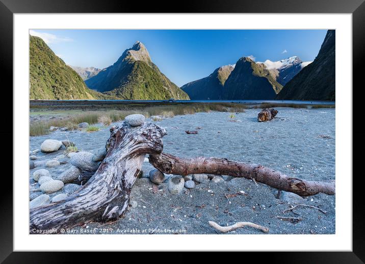 Beached tree trunk Milford Sound Framed Mounted Print by Gary Eason