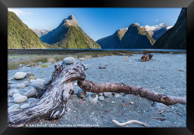 Beached tree trunk Milford Sound Framed Print by Gary Eason