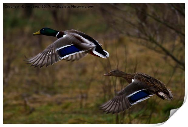 Mallards in flight Print by Jim Jones