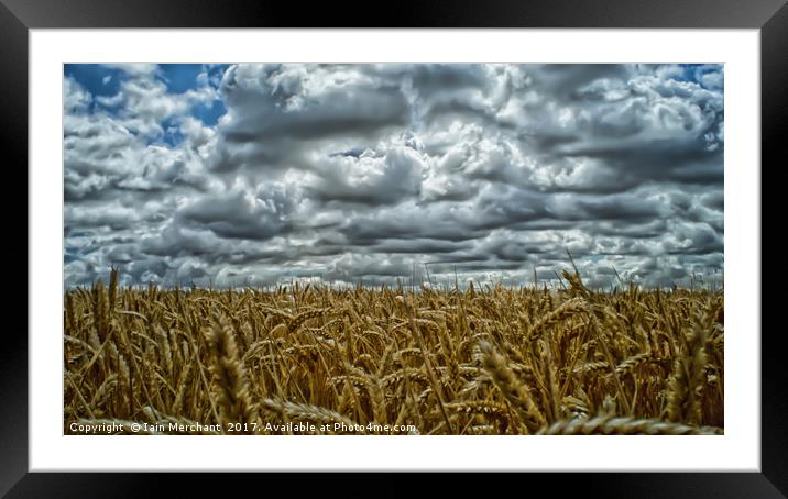 Horizons of Gold Framed Mounted Print by Iain Merchant