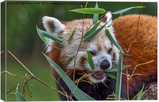 Red panda. Canvas Print by Angela Aird