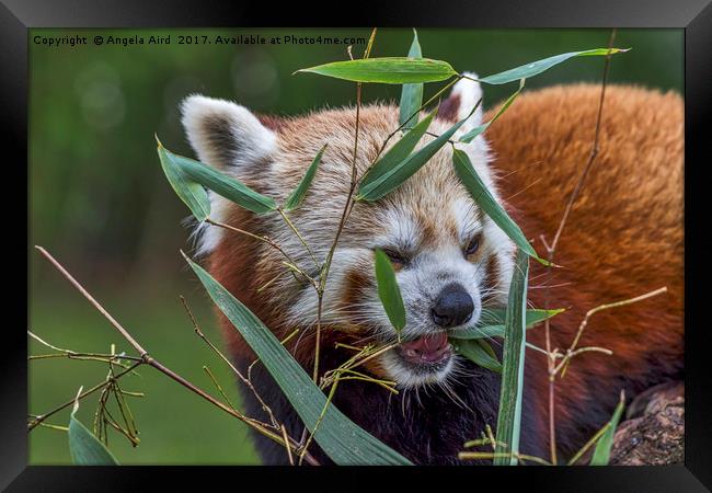 Red panda. Framed Print by Angela Aird