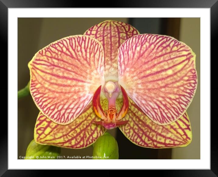 Orchid Framed Mounted Print by John Wain