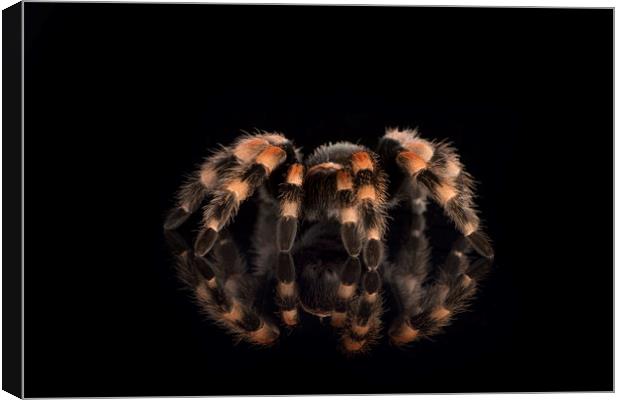 Mexican Red Knee Tarantula Canvas Print by Janette Hill