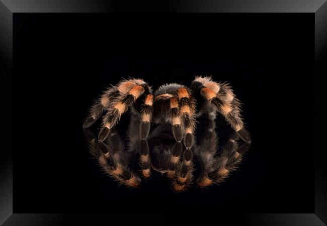 Mexican Red Knee Tarantula Framed Print by Janette Hill