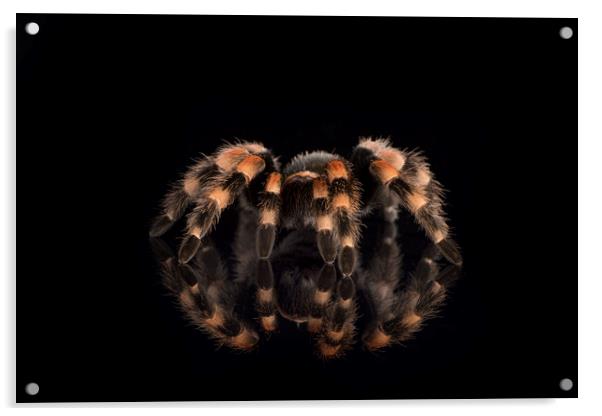 Mexican Red Knee Tarantula Acrylic by Janette Hill