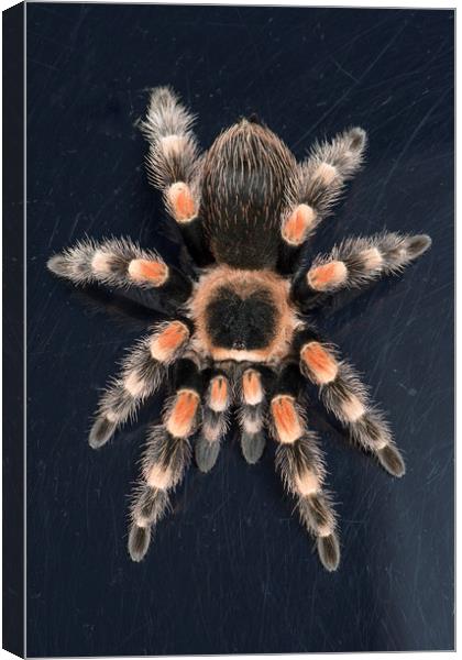 Mexican Red Knee Tarantula  Canvas Print by Janette Hill