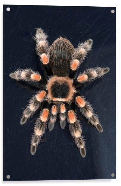 Mexican Red Knee Tarantula  Acrylic by Janette Hill