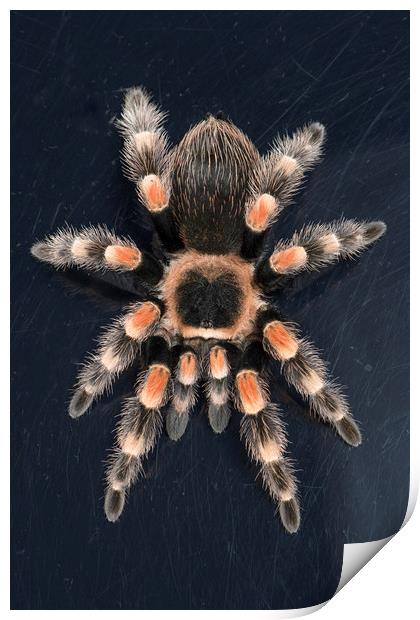 Mexican Red Knee Tarantula  Print by Janette Hill