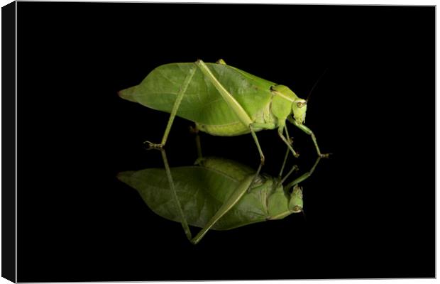 Katydid Canvas Print by Janette Hill