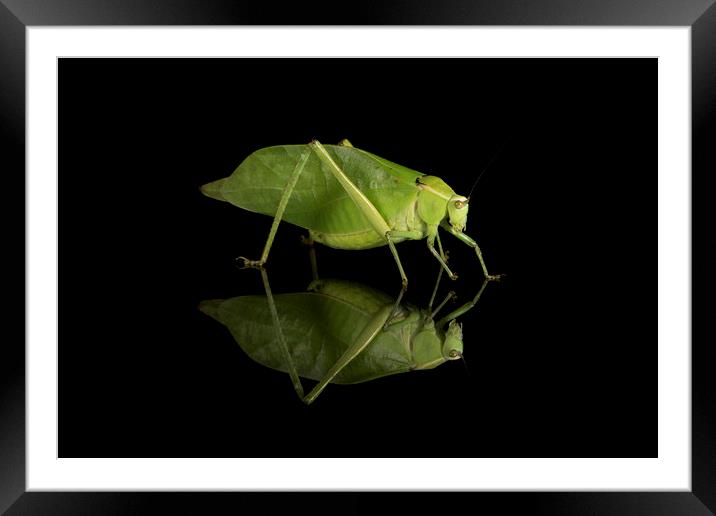 Katydid Framed Mounted Print by Janette Hill