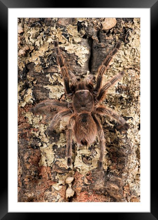 Chilean Rose Tarantula Framed Mounted Print by Janette Hill
