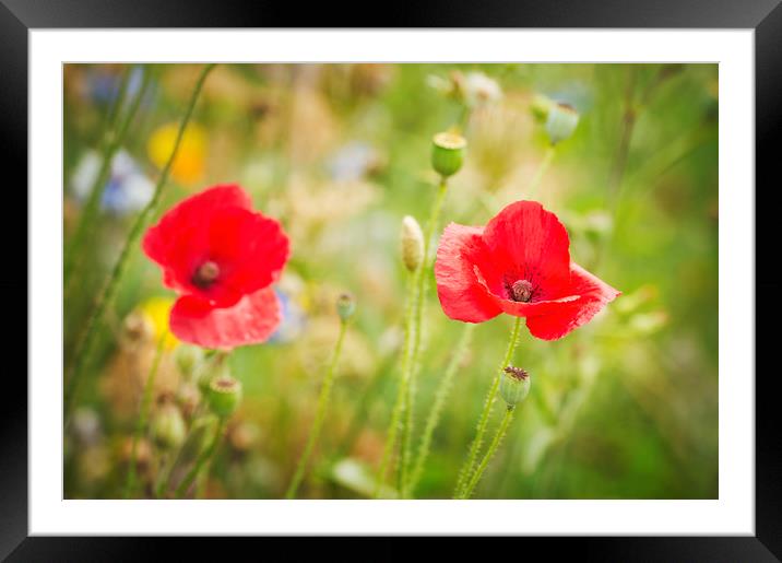 Poppies Framed Mounted Print by Janette Hill