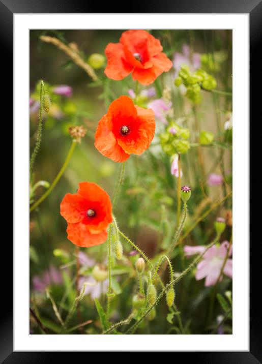Poppy Trio Framed Mounted Print by Janette Hill