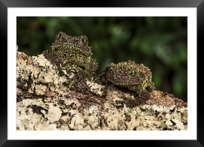 Vietnamese Mossy Frogs Framed Mounted Print by Janette Hill
