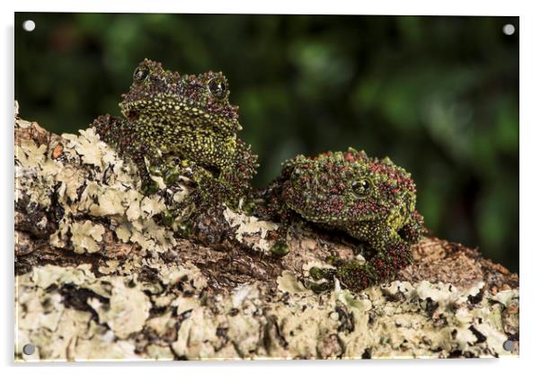 Vietnamese Mossy Frogs Acrylic by Janette Hill