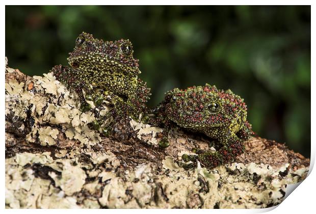 Vietnamese Mossy Frogs Print by Janette Hill