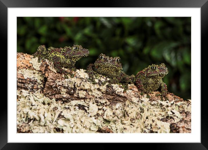 Trio of Vietnamese Mossy Frogs Framed Mounted Print by Janette Hill