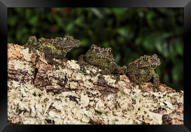 Trio of Vietnamese Mossy Frogs Framed Print by Janette Hill