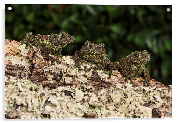 Trio of Vietnamese Mossy Frogs Acrylic by Janette Hill
