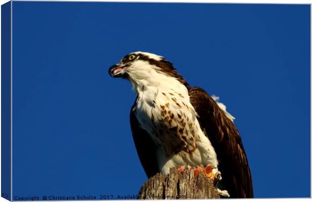 Sanibel Island Osprey With His Dinner Leftovers Canvas Print by Christiane Schulze