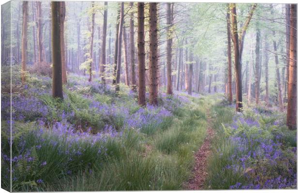 The Hidden Path Canvas Print by Chris Frost