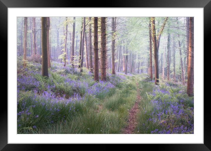 The Hidden Path Framed Mounted Print by Chris Frost