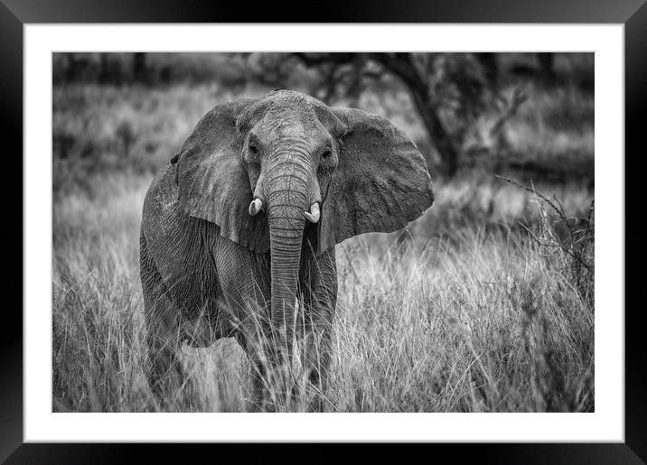 African elephant Framed Mounted Print by Janette Hill