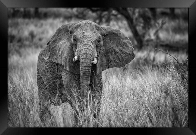 African elephant Framed Print by Janette Hill